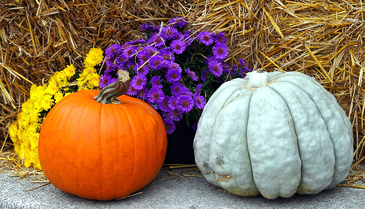 How to Grow a Pumpkin Patch in Your Backyard